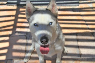 Alaskan Husky Dogs for adoption in Alamogordo, NM, USA