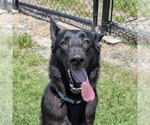 German Shepherd Dog-Unknown Mix Dogs for adoption in Houston, TX, USA