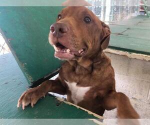 American Pit Bull Terrier-Unknown Mix Dogs for adoption in Kailua Kona , HI, USA