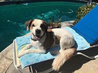 Saint Bernard Dogs for adoption in Irvine, CA, USA