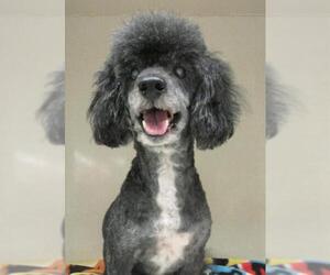 Poodle (Toy) Dogs for adoption in Conroe, TX, USA