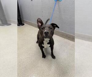 American Pit Bull Terrier-Unknown Mix Dogs for adoption in Las Vegas, NV, USA