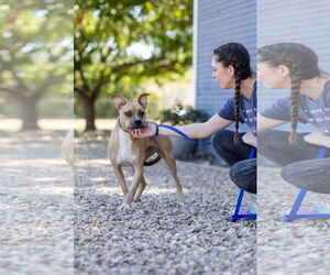 Whippet Dogs for adoption in Denton, TX, USA