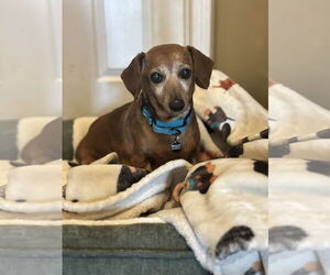 Dachshund Dogs for adoption in York, SC, USA