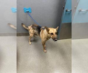 German Shepherd Dog-Unknown Mix Dogs for adoption in Las Vegas, NV, USA