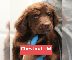 Mutt Dogs for adoption in Brooklyn, NY, USA