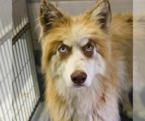 Huskies -Unknown Mix Dogs for adoption in San Antonio, TX, USA