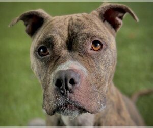Boxer-Unknown Mix Dogs for adoption in Tavares, FL, USA