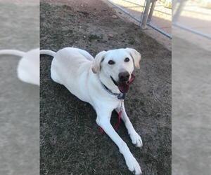 Labrador Retriever Dogs for adoption in Henderson, NV, USA