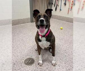 Dutch Shepherd -Unknown Mix Dogs for adoption in Brighton, CO, USA