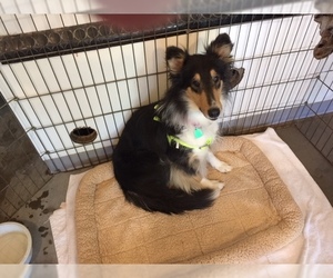 Collie Dogs for adoption in Pueblo West, CO, USA