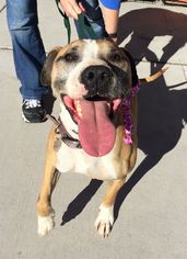 Boxer Dogs for adoption in Carson City, NV, USA