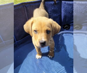 Medium Photo #1 Puggle Puppy For Sale in pomfret, CT, USA