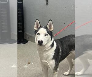 Siberian Husky-Unknown Mix Dogs for adoption in Las Vegas, NV, USA