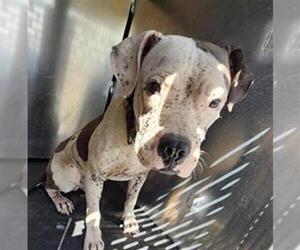 American Staffordshire Terrier-Unknown Mix Dogs for adoption in San Antonio, TX, USA