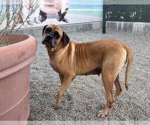 Mastiff Dogs for adoption in Rancho Cucamonga, CA, USA