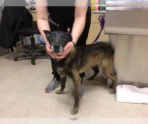 Mutt Dogs for adoption in Riverside, CA, USA