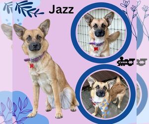 Mutt Dogs for adoption in Lindsay, CA, USA