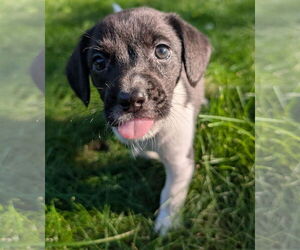 Beagle Dogs for adoption in Brooklyn Center, MN, USA
