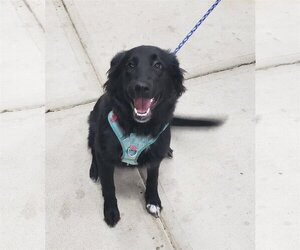 Borador Dogs for adoption in Lexington Park, MD, USA