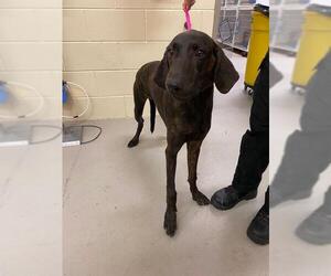 Mutt Dogs for adoption in Sanford, FL, USA