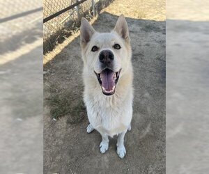 German Shepherd Dog-Unknown Mix Dogs for adoption in Ojai, CA, USA