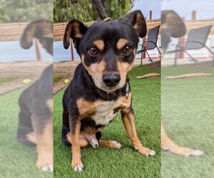 Miniature Pinscher-Unknown Mix Dogs for adoption in El Cajon, CA, USA
