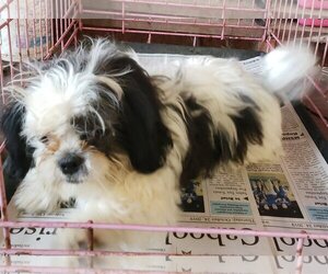 Shih Tzu Dogs for adoption in Mountain View, MO, USA