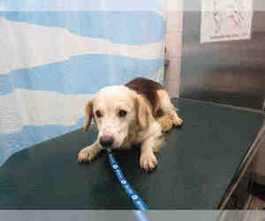 Beago Dogs for adoption in Mobile, AL, USA