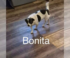 Chihuahua-Unknown Mix Dogs for adoption in Grafton, WI, USA