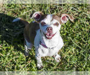 Chihuahua Dogs for adoption in Placerville, CA, USA