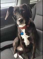 Boglen Terrier Dogs for adoption in Cincinnati, OH, USA
