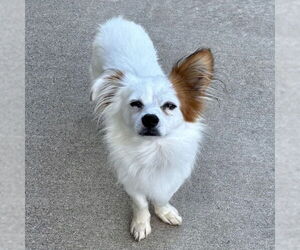 Paperanian Dogs for adoption in Batavia, OH, USA