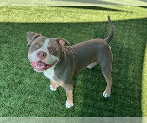 American Staffordshire Terrier Dogs for adoption in Pasadena, CA, USA
