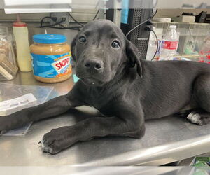 Labrador Retriever-Unknown Mix Dogs for adoption in Waco, TX, USA