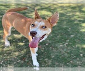 Siberian Husky-Unknown Mix Dogs for adoption in Texas City, TX, USA