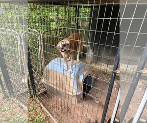 Coonhound Dogs for adoption in Harrisville, WV, USA