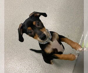 Chihuahua Dogs for adoption in Rancho Cucamonga, CA, USA