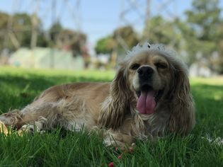 Cocker Spaniel Dogs for adoption in Long Beach, CA, USA