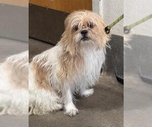 Shih Tzu Dogs for adoption in Forestville, MD, USA