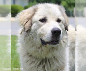 Maremma Sheepdog-Unknown Mix Dogs for adoption in Bedford, VA, USA