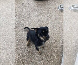 Mutt Dogs for adoption in Riesel, TX, USA