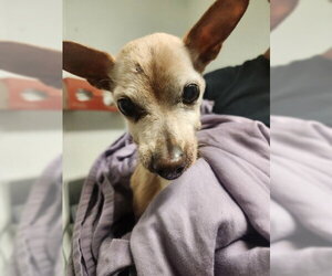 Chihuahua Dogs for adoption in Bakersfield, CA, USA