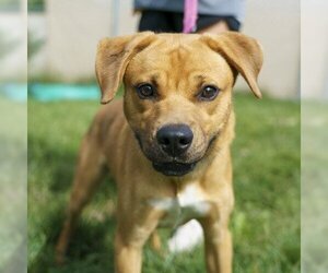 Mutt Dogs for adoption in Ann Arbor, MI, USA