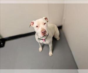 American Staffordshire Terrier-Unknown Mix Dogs for adoption in Fort Collins, CO, USA