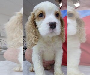 English Springer Spaniel Dogs for adoption in Walnutport, PA, USA