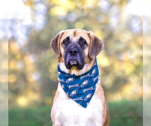 Anatolian Shepherd-Unknown Mix Dogs for adoption in Unionville, PA, USA