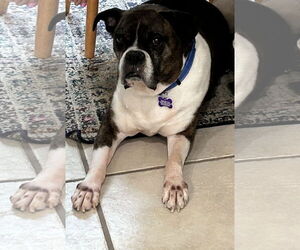 Boxer Dogs for adoption in  Katy, TX, USA