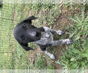 Mutt Dogs for adoption in Crossville, AL, USA
