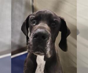 Great Dane Dogs for adoption in Bakersfield, CA, USA